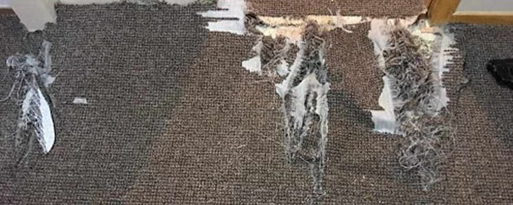 Best Carpet Repair St Kilda